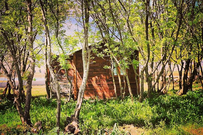 Lost in the Woods📍 tb  hiking  ammiq  bekaavalley  westbekaa  cabin ... (`Ammiq, Béqaa, Lebanon)