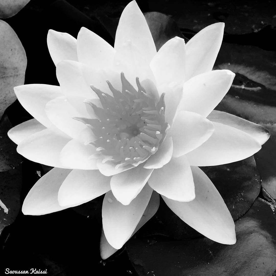  lotus  blackandwhite  monochrome  flower  today ...