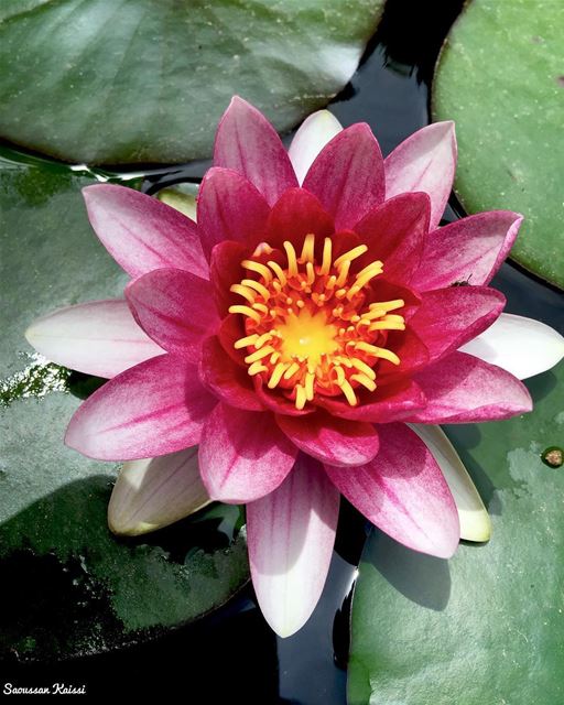  lotus  flower  today  in my garden  lebanon  beautiful ...