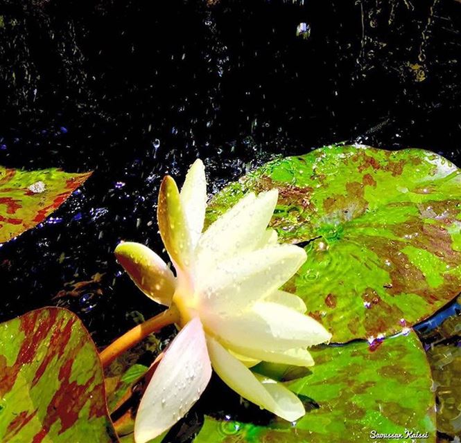  lotus  flower  yellow  beautiful  today ...
