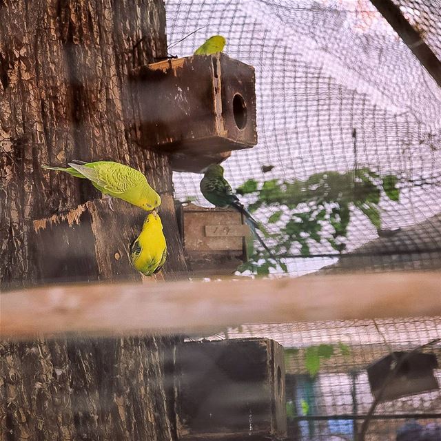 Love In the Air Birds  prisoners  Cage freedom  animals ... (دير تعنايل)