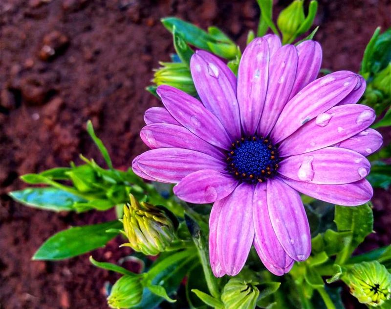 Love is a flower, you've got to let it grow 💙 Good afternoon 🌷 flowers...