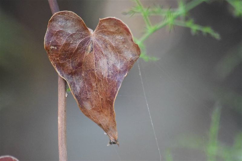 Love is everywhere. love  nature  liveloveworld  livelovenature ...