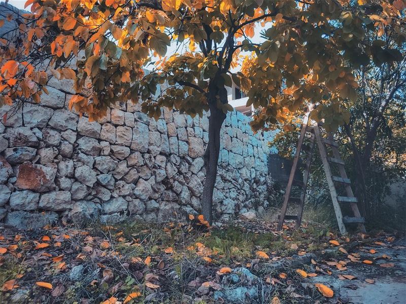 Love the feeling of autumn🍂🍁🍂💛 ... (Fih, Liban-Nord, Lebanon)