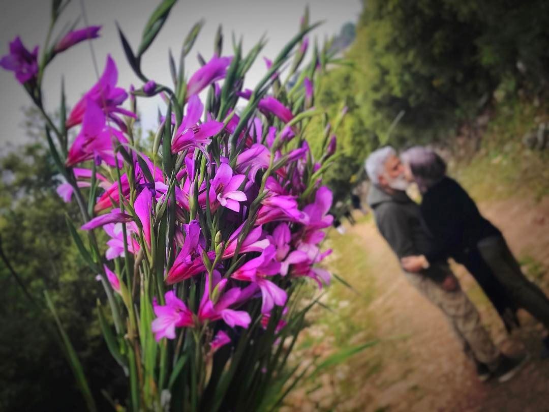  Love  ❤️  💏...  kiss  couple  flower  flowers  spring  kiss  purple ... (Deir Kfifan)