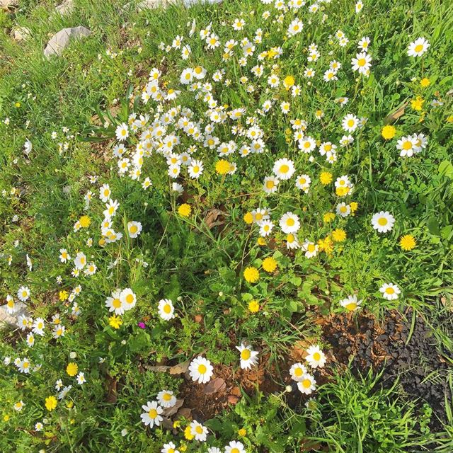 Loves me loves me not 🌼🌼 naturelovers  livelovelebanon  whatsuplebanon ...