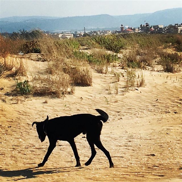 Lumumba scouting around Rashidiya  streetphotography  palestinianrefugees ... (Tyre Coast Nature Reserve - محمية شاطئ صور الطبيعية)