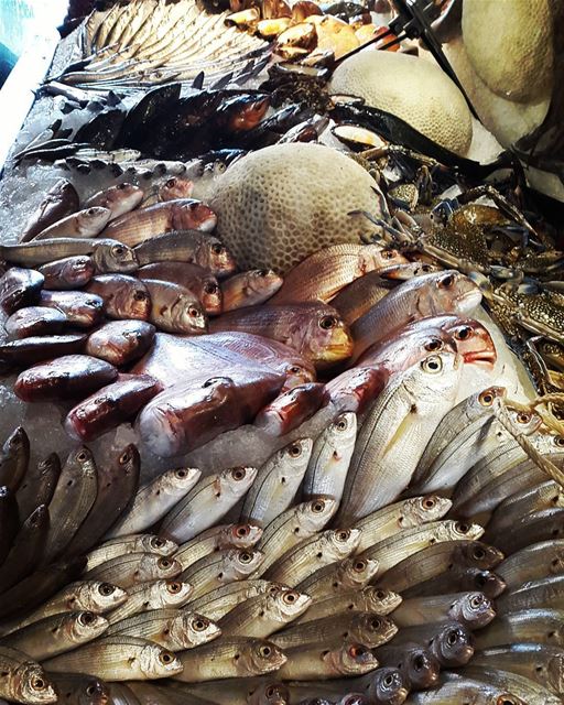  lunch  seafood  lebanon  amchit  livelovelebanon  picoftheday ...