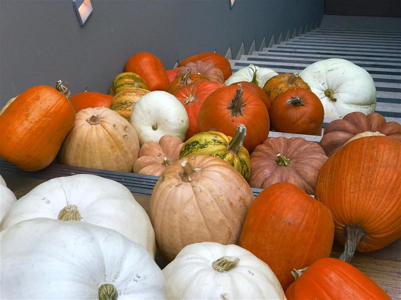 Luscious and (mostly) ripe! 🎃My favourite time of the year comes in all... (Sursock Museum)