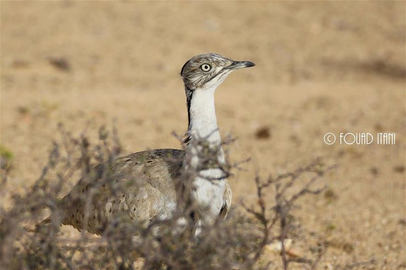 Macqueens bustard angrybirds  birdsofinstagram  creation  livelovelebanon❤...