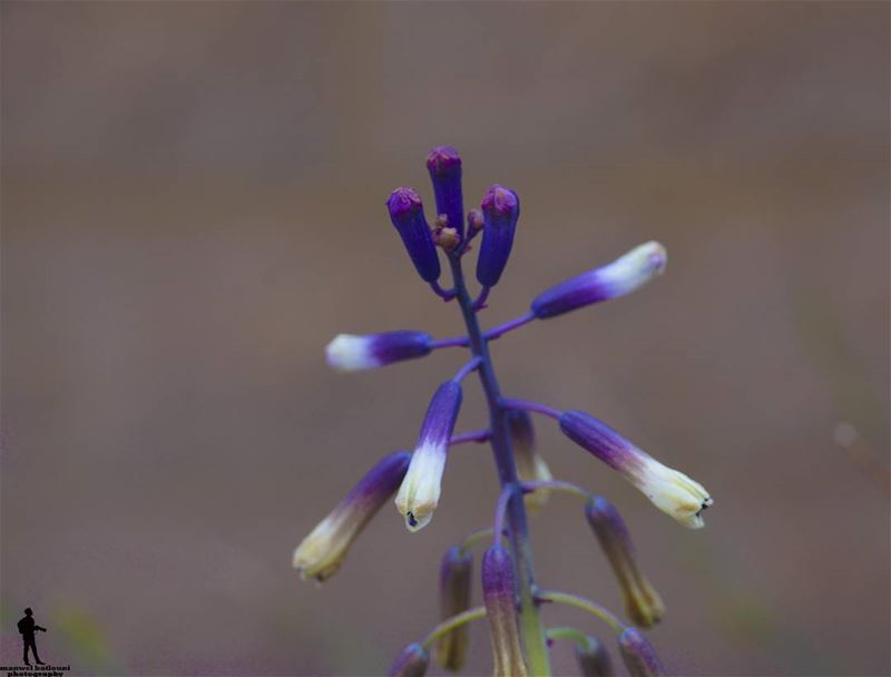  macro  macrophotography  macro_x  macroflower  nature  colors  jbaa ...