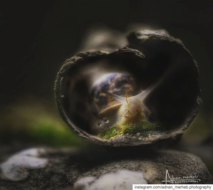 Macro❤️🐌  nature  like  instagood  photooftheday  travel  photography ... (Oudin,andaket)