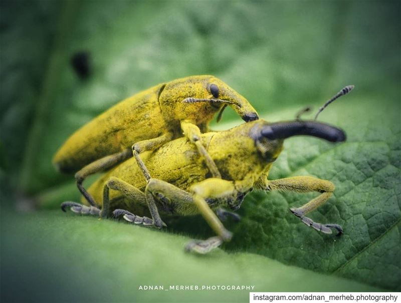 Macro❤️➡️nikon lens (18_55mm) macro  nature  macrophotography  photography... (Bardé, Liban-Nord, Lebanon)