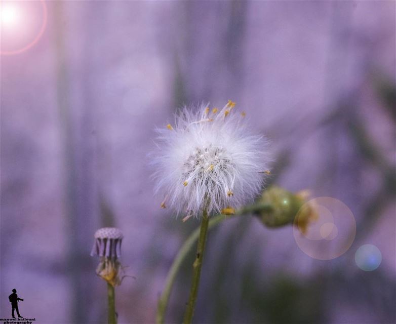  macroflower  macro  macro_x  macrophotography  flower  colors  spring ...