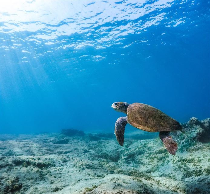 Made a new friend today while snorkeling Turtles (Batroûn)