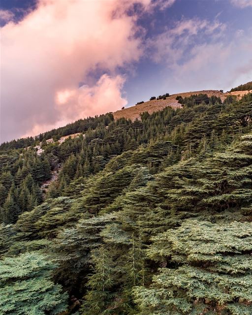 Made in Heaven 🌲. . .  shouf  chouf  barouk  reserve  cedars  nature ... (Al Shouf Cedar Nature Reserve)