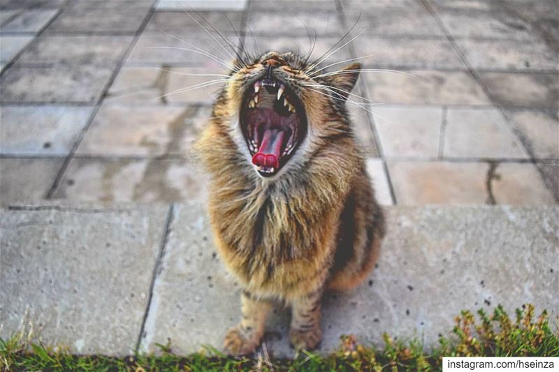 Made you yawn? No? What about now? Huh 🤔 And now? Ok now! cat ... (American University of Beirut (AUB))