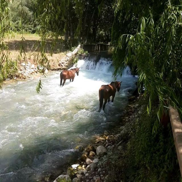  madeinehden  ehdenadventures  horse  water  cooling  weather  hot ... (Massaya Zaman Restaurant)