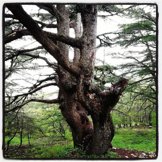 Magestic cedars  tourleb  tourlebanon  lebanoninstagram  lebanon🇱🇧 ... (Al Shouf Cedar Nature Reserve)