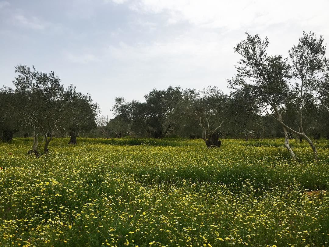  maghdouche this morning 😍😍😍  lebanon beautifulnature  olivetrees ... (Maghdoûché, Liban-Sud, Lebanon)