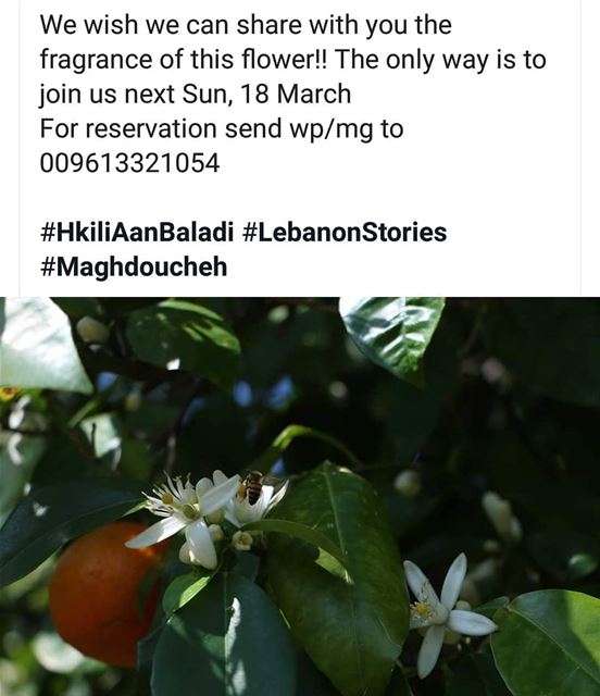  maghdoucheh  spring  blossom  HkiliAanBaladi  LebanonStories   tourism ...
