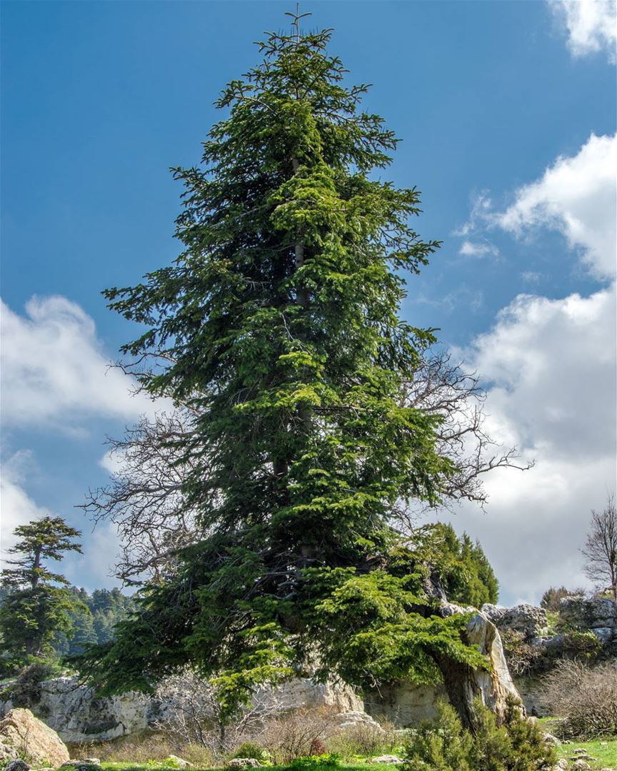 Magical tree🌲🌲..... magical landscape tree clouds nature magic... (El Qâmoûaa, Mont-Liban, Lebanon)