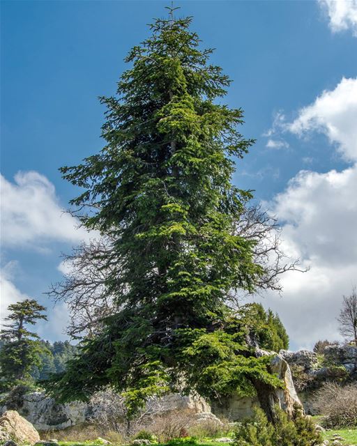 Magical tree🌲🌲..... magical landscape tree clouds nature magic... (El Qâmoûaa, Mont-Liban, Lebanon)