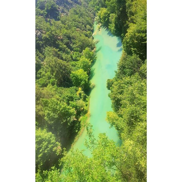 Magnificent greenery ☘ ---------------------------------------------------- (Chouwen)