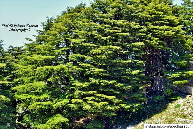Majestic cedars 🌲 ............................... (Jaj, Mont-Liban, Lebanon)