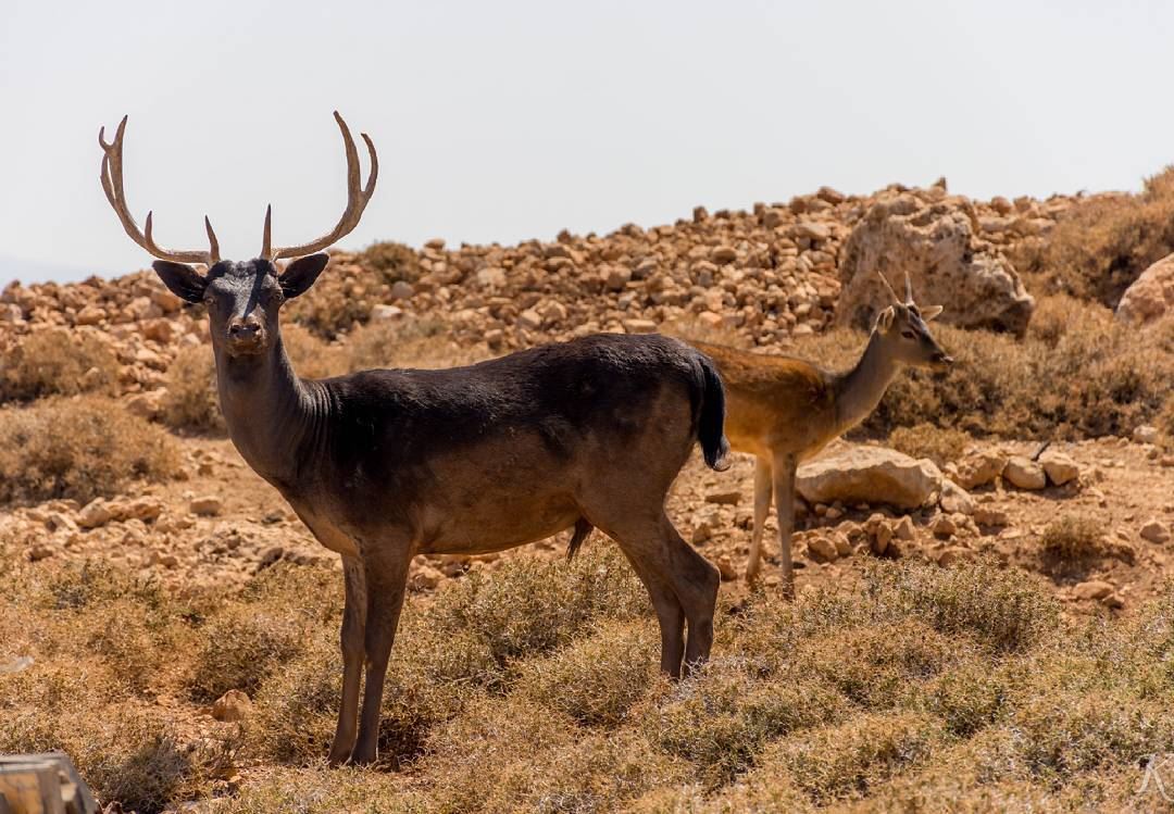 Majestic deer deer  majestic_wildlife_  wildphotography ... (Aâna, Béqaa, Lebanon)