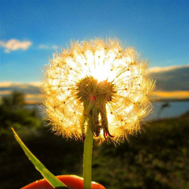 Make a  wish lebanon  livelovelebanon  makeawish  wish  lebanonnature ...