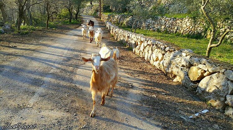 Make yourselves sheep. tannourine  lebanon  wearetannourine  wearelebanon ... (Tannourine)