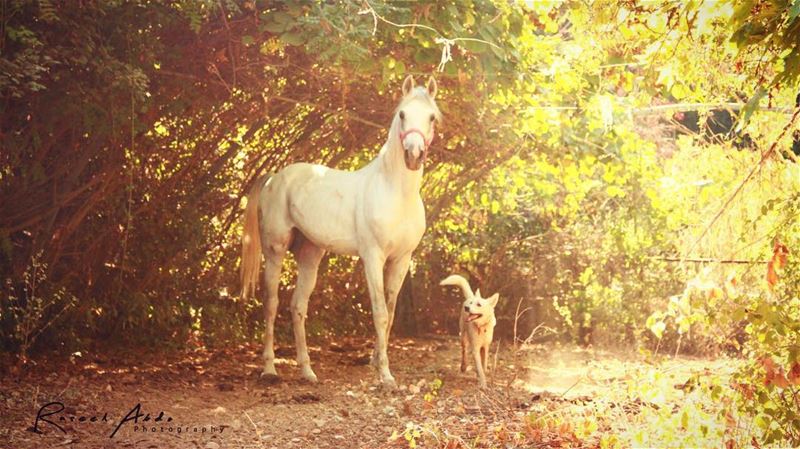 Making friends when least expected ❤️ @bruno_a_dogs_life ___________... (Jehliyye)