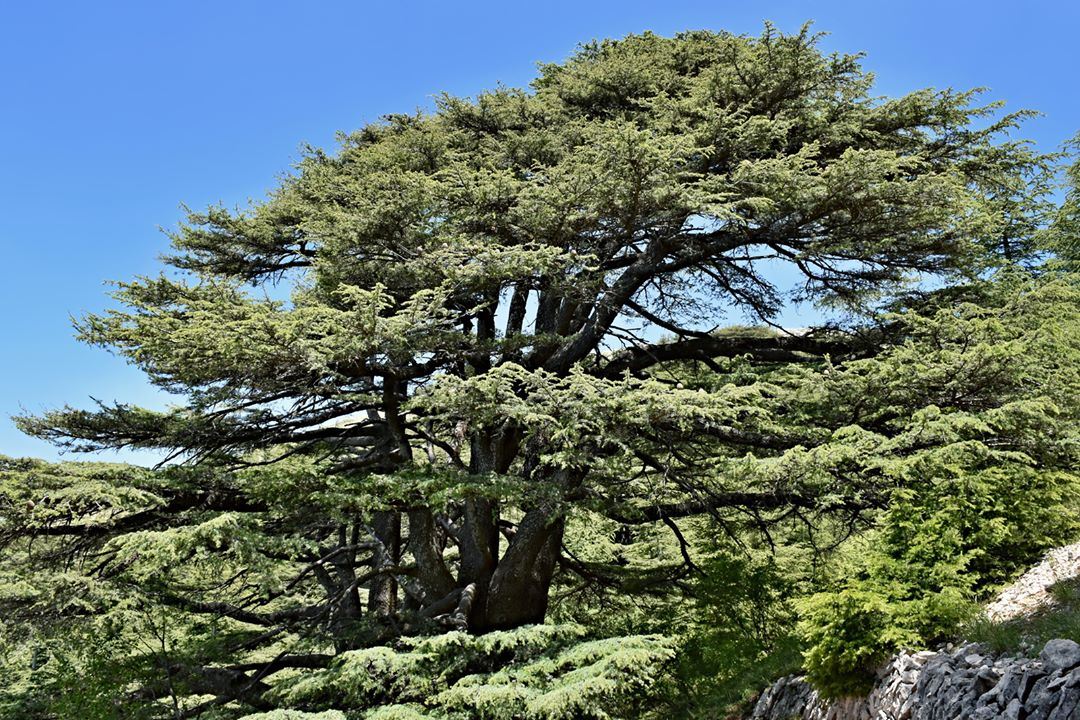 Making our planet great again - A picture-perfect 2000-year-old Cedar of...