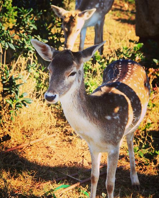"Man is the cruelest animal." deer  animal  island  islandofwonder ... (El-Mina, Tripoli)