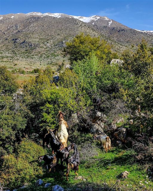 Mangetout. Goats will eat almost anything. They'll munch through thorns,... (Rashayya, Béqaa, Lebanon)