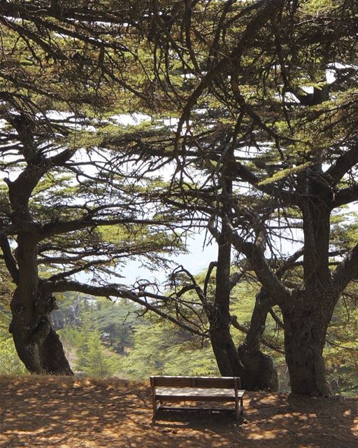 Manhã de paz na floresta dos Cedros de Deus 🇱🇧 Peaceful morning in the... (Cedars of God)