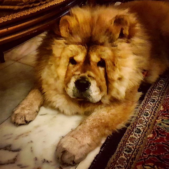 Manipulative  furry  creatures  chowchow  dogs  dogsofinstagram  love ... (Beirut, Lebanon)