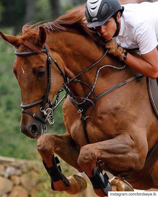 Manpower✖️Horsepower, One direction | 2012..━ ━ ━ ━ ━ ━ ━ ━ ━ ━ ━ ━ ━ ━... (Zeghrine Equestrian Club)