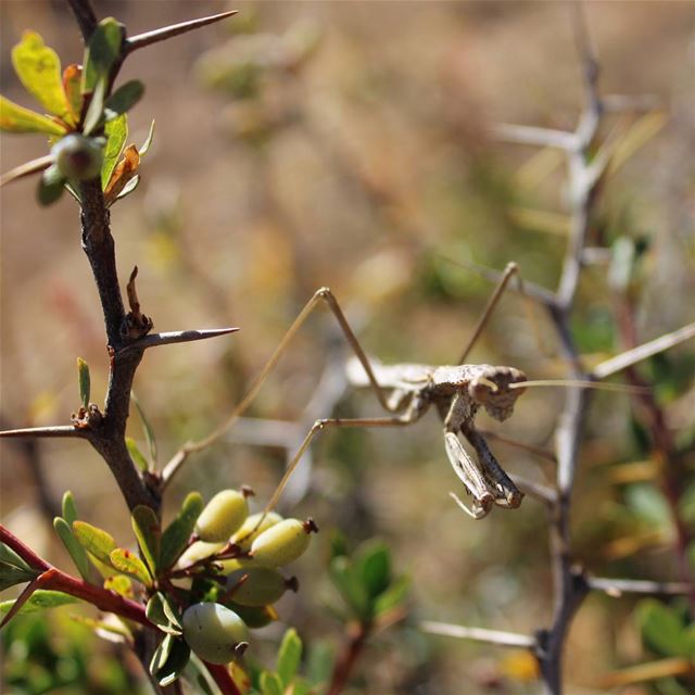  mantis  mantisgram  mantisreligiosa  mantisshrimp  photooftheday  photo ...