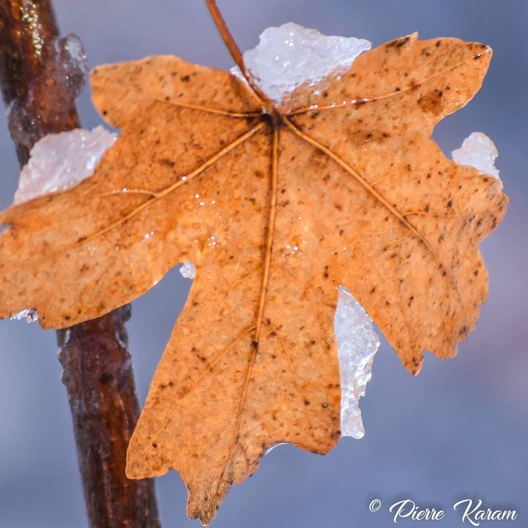  maple  leaf in the  snow lebanon  lebanese  mountain  cold  winter ...