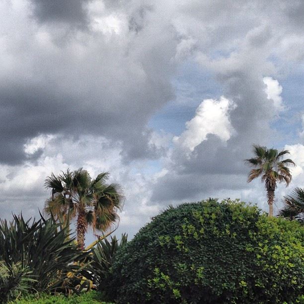 📷 March Sky, Beirut ⛅ lebanon  beirut  sky  clouds  tree  trees  march ...