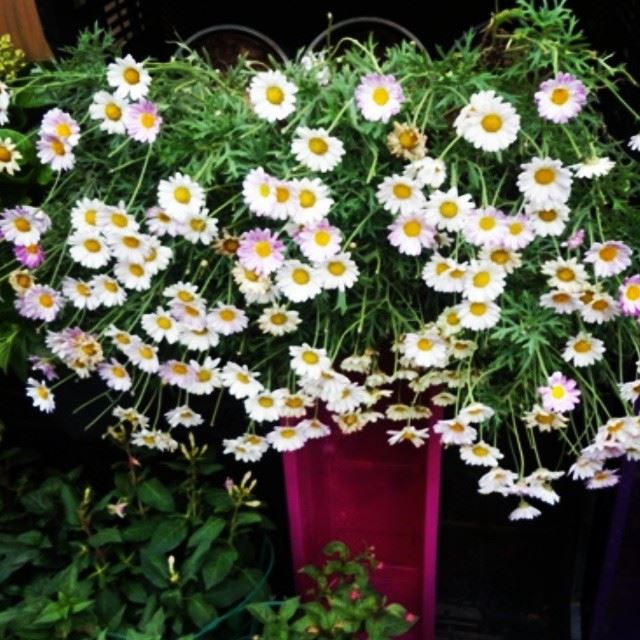 marché de fleurs flowers daisy