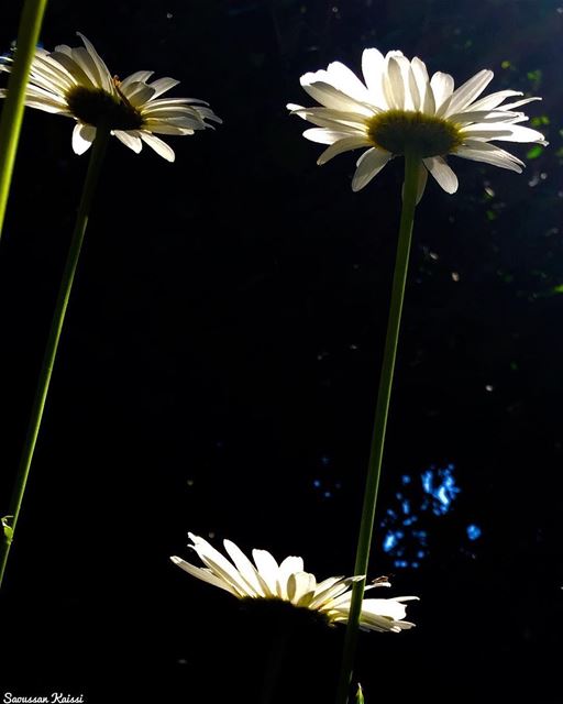  margueritte  beautiful  today  lebanon ...