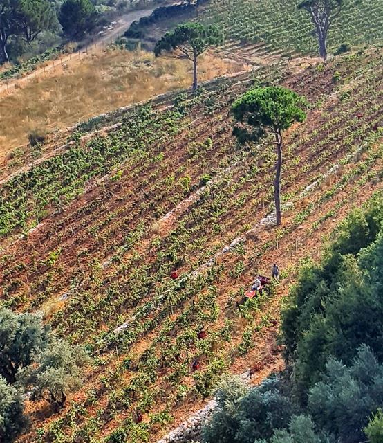 @marmoussa  vineyard  livelovelebanon  insta_lebanon  lebanoninapicture...