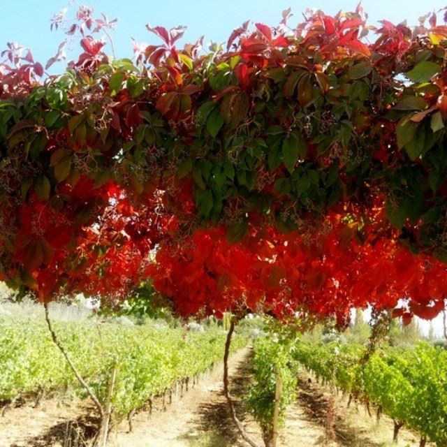  massaya bekaa Lebanon autumn colors beautiful vineyards instagram...