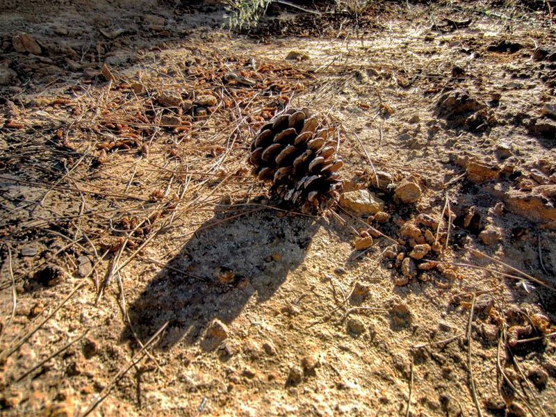 Mature pine cones have started falling off the branches following the...