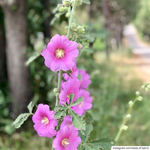 May is a magical month in Lebanon. Keep your perfumes in the closet. Just... (Dayr Al Qamar, Mont-Liban, Lebanon)