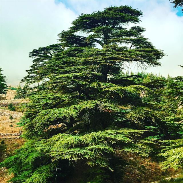 May the forest be with you 🇱🇧... maythe4thbewithyou ... (Cedars of God)