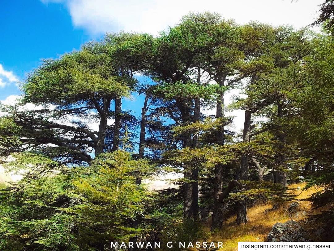 May there be abundance of grain in the earth on top of the mountains; Its... (The Cedars of Lebanon)